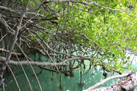 La mangrove du vauclin